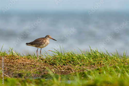 Willet (Tringa semipalmata) bird among coastal grasses with the Atlantic Ocean in the background