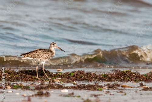 Willet (Tringa semipalmata) bird among waves and seaweed at the shoreline