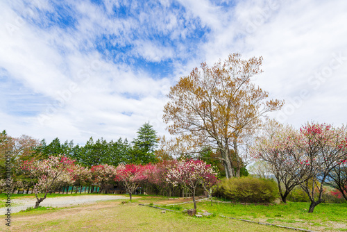 花桃の咲く「芝桜花桃公園」（恵那峡の里・岐阜県恵那市）