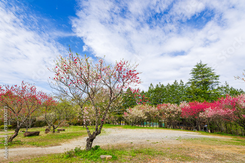 花桃の咲く「芝桜花桃公園」（恵那峡の里・岐阜県恵那市）