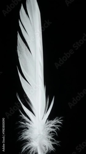 A single white feather against a black background