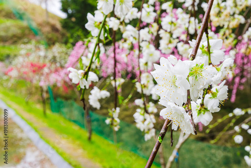 満開の白いしだれ桃の花（きねしだれ桃園・岐阜県恵那市）
