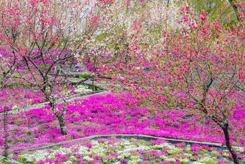 花桃と芝桜の咲く「芝桜花桃公園」（恵那峡の里・岐阜県恵那市）
