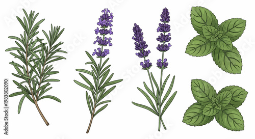 Set of hand-drawn botanical illustrations featuring rosemary sprigs, purple lavender flowering stems, and fresh mint leaf clusters, isolated on a white background.