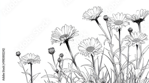Black and White Floral Illustration of Daisies on a White Background