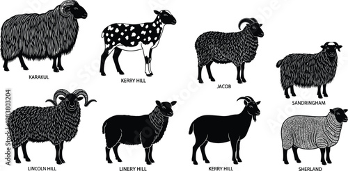 Stylized black and white vector illustrations of diverse sheep breeds including Karakul, Kerry Hill, Jacob, Sandringham, Lincoln Hill, Linery Hill, Sherland