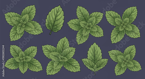Vector illustration collection of fresh green mint leaves and sprigs including peppermint and spearmint varieties, isolated on a dark background for botanical herb design.