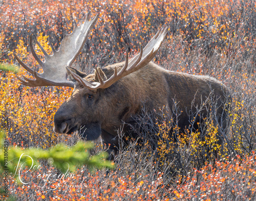 Bull Moose in Denali National Park