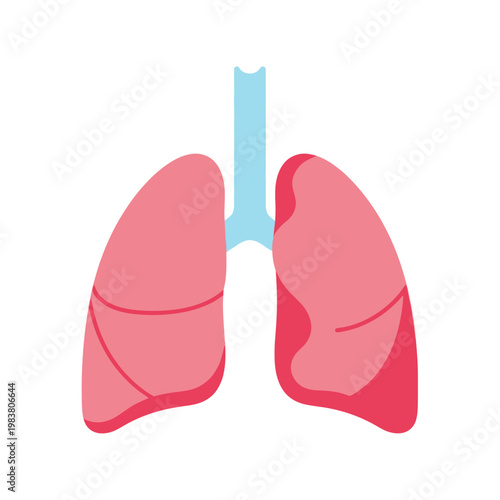 An illustration of a pair of pink human lungs with airways connected to a light blue trachea, representing respiratory health and medical science