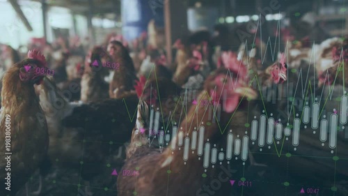 Translucent financial overlay appearing, dense brown hens pecking, charts showing farm metrics