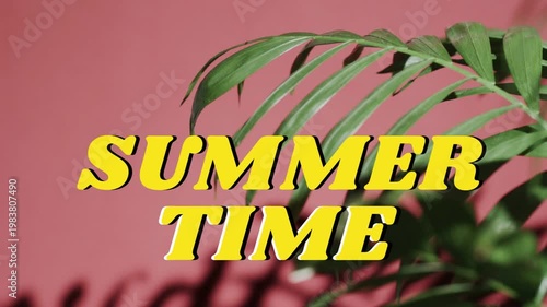 SUMMER TIME staying centered on pink wall as palm fronds shifting and casting shadows for marketing