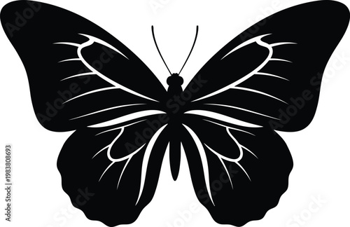 Black butterfly silhouette with black and white butterfly silhouette decoration wildlife