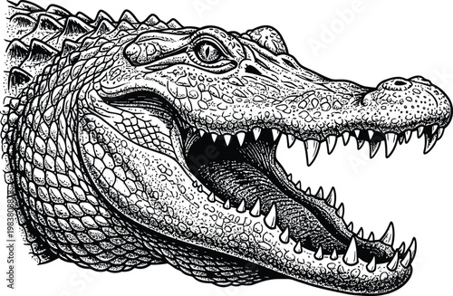 Illustration of an alligator head with open mouth and sharp teeth alligator crocodile wildlife predator