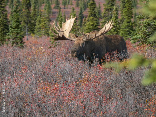 Bull Moose in Denali National Park
