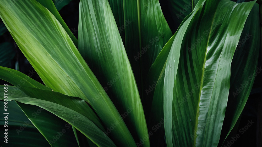 Obraz premium green leaves background