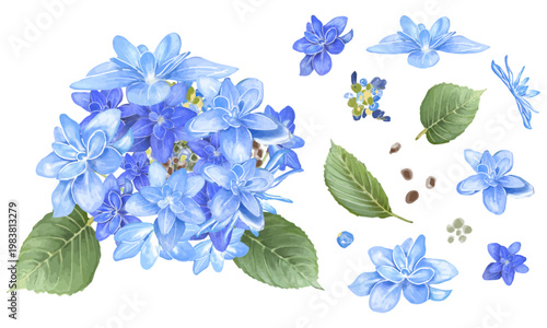 水彩で描いた青と水色の紫陽花のイラスト