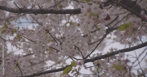 A slowmotion of cherry blossoms swinging wind in spring