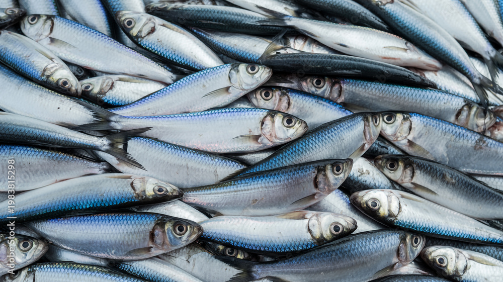 Obraz premium Fresh raw mackerel and silver sardines on ice at a seafood market represent a healthy ocean catch and the perfect natural ingredient for nutrition