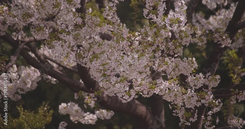 A slowmotion of cherry blossoms swinging wind in spring