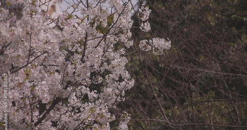 A slowmotion of cherry blossoms swinging wind in spring