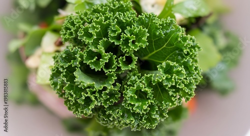 Close-up of Fresh Green Kale Leaves with Detailed Texture and Focus