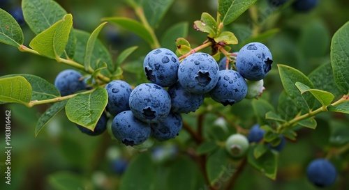 Close-up of Ripe Blueberries on a Branch with Green Leaves and Bokeh Background