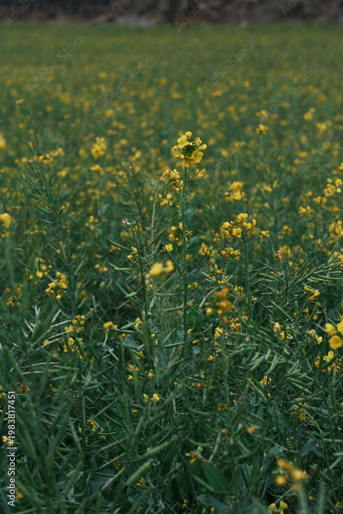 Fototapeta premium Jeju's canola flowers in February