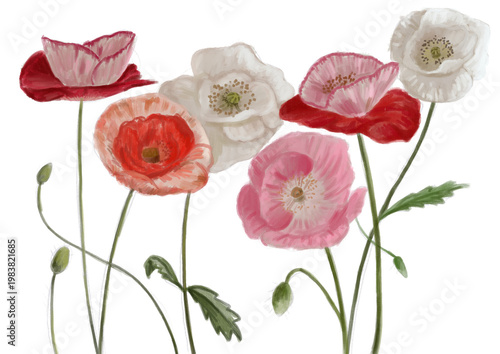 Obraz na plátně Ilustración flores amapola colores rojo blanco rosa bonito png hojas verde boton