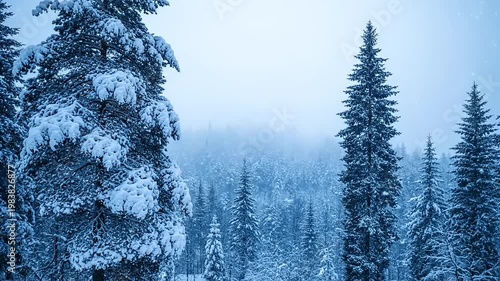 Snowy evergreen forest landscape during a gentle snowfall.
