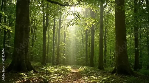 Sunlight filtering through lush green forest canopy onto a forest path.