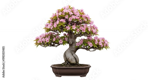 Beautiful Blooming Pink Flowered Bonsai Tree Displayed in a Brown Pot on a White Background