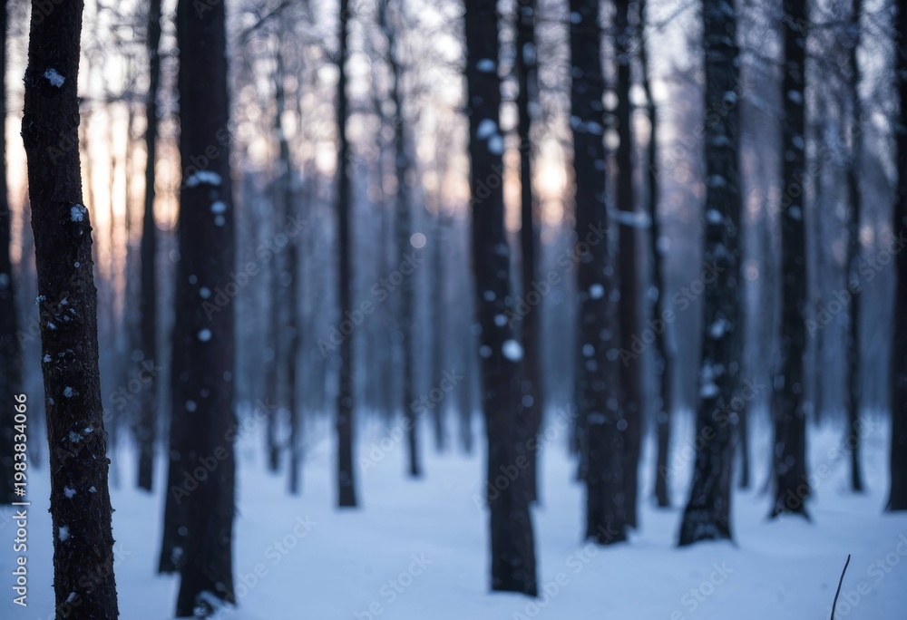 Fototapeta premium Snow-covered winter forest trees with sunset light