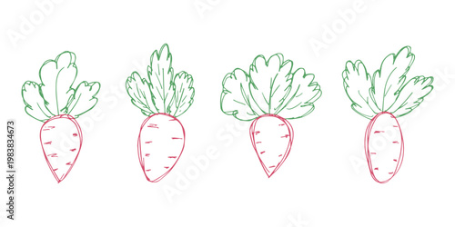 Hand drawn farm daikon radish beet beetroot plant with green leaves Fresh vegetable doodle set Healthy eco food Organic garden vegetarian food For design, print, packaging, decor, kids books