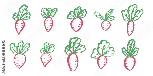 Hand drawn farm daikon radish beet beetroot plant with green leaves Fresh vegetable doodle set Healthy eco food Organic garden vegetarian food For design, print, packaging, decor, kids books