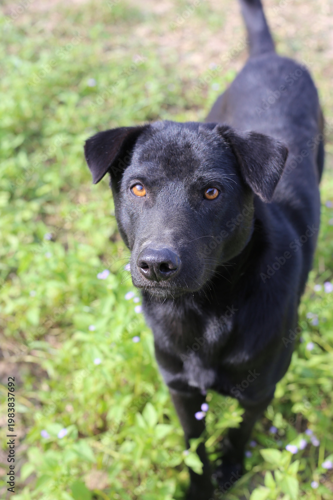 Fototapeta premium A friendly black dog looking directly at the camera.