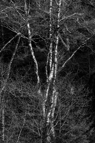 Black and White Birch Tree with Bare Branches