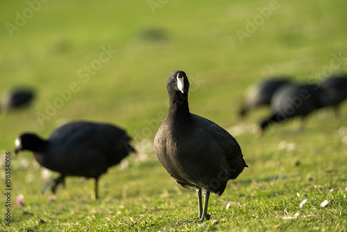 American Coot Standing in Sunlit Grass