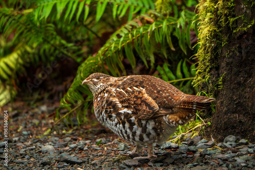 Ruffed Grouse in Hoh Rainforest Understory