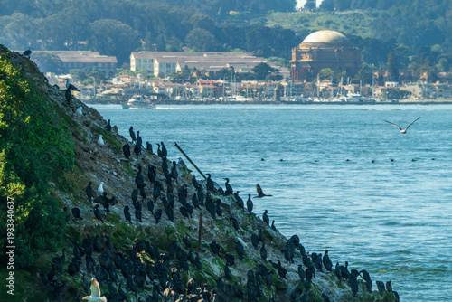 Cormorants and Seagulls on Alcatraz Island Rocks, San Francisco