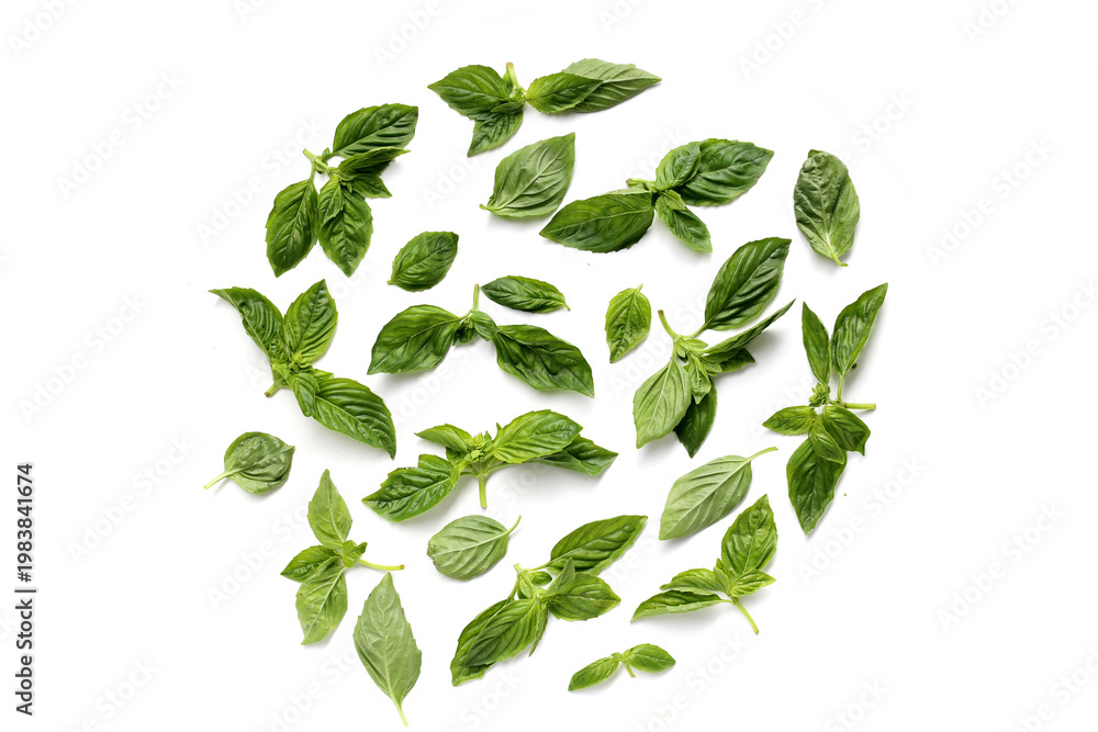 Naklejka premium Sweet basil leaves on white background.