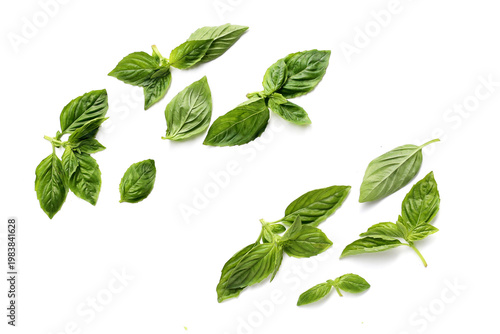 Sweet basil leaves on white background.