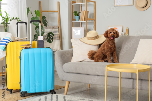 Cute Toy Poodle with suitca...