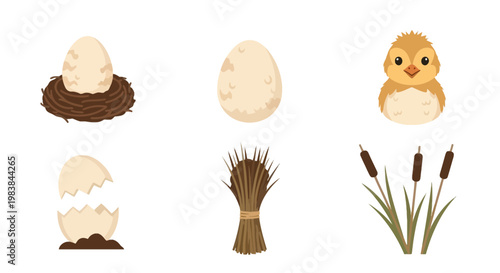 Set of Natural Animal Baby Incubation Eggs and Hatchlings Collection