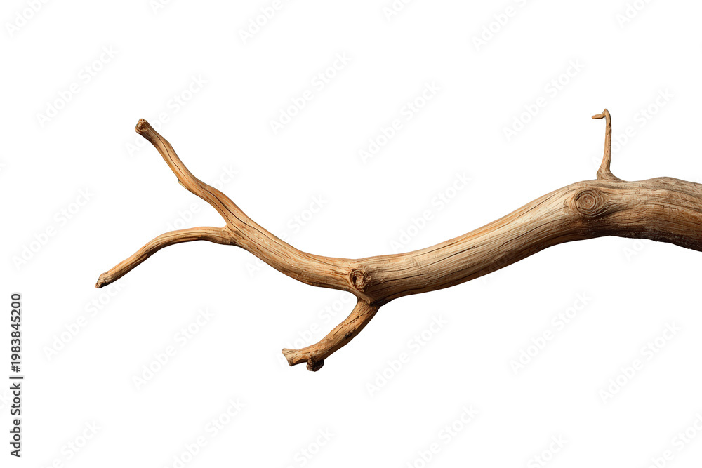Obraz premium Dry branch structure with natural wood texture, isolated on a transparent background, rustic element for design
