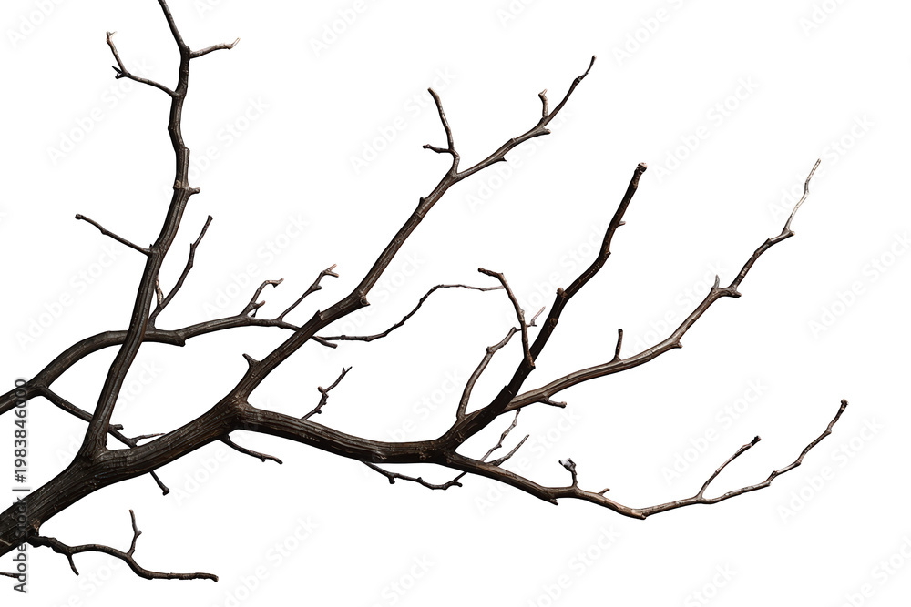 Fototapeta premium Leafless tree branch growing, dark barren wood, dry season, isolated on transparent background