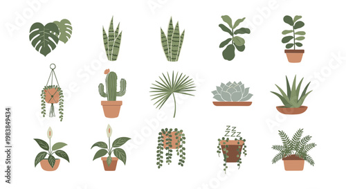 Assorted Houseplants Collection: Tropical, Succulent, Hanging Plants - Vector Art