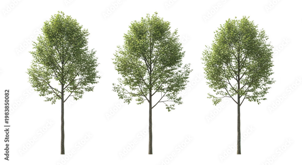 Obraz premium Three green trees side by with no background for design with cut out