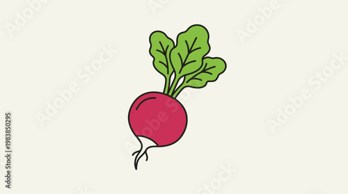 Radish Vegetable Sketch Outline Fresh Food Coloring Page Vector Illustration