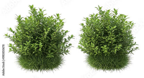 Two green bushes with dense foliage and grass with cut out with design element