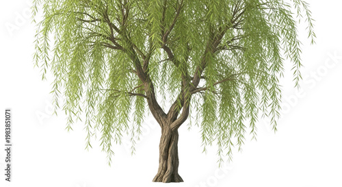Weeping willow tree with lush green hanging branches on white background